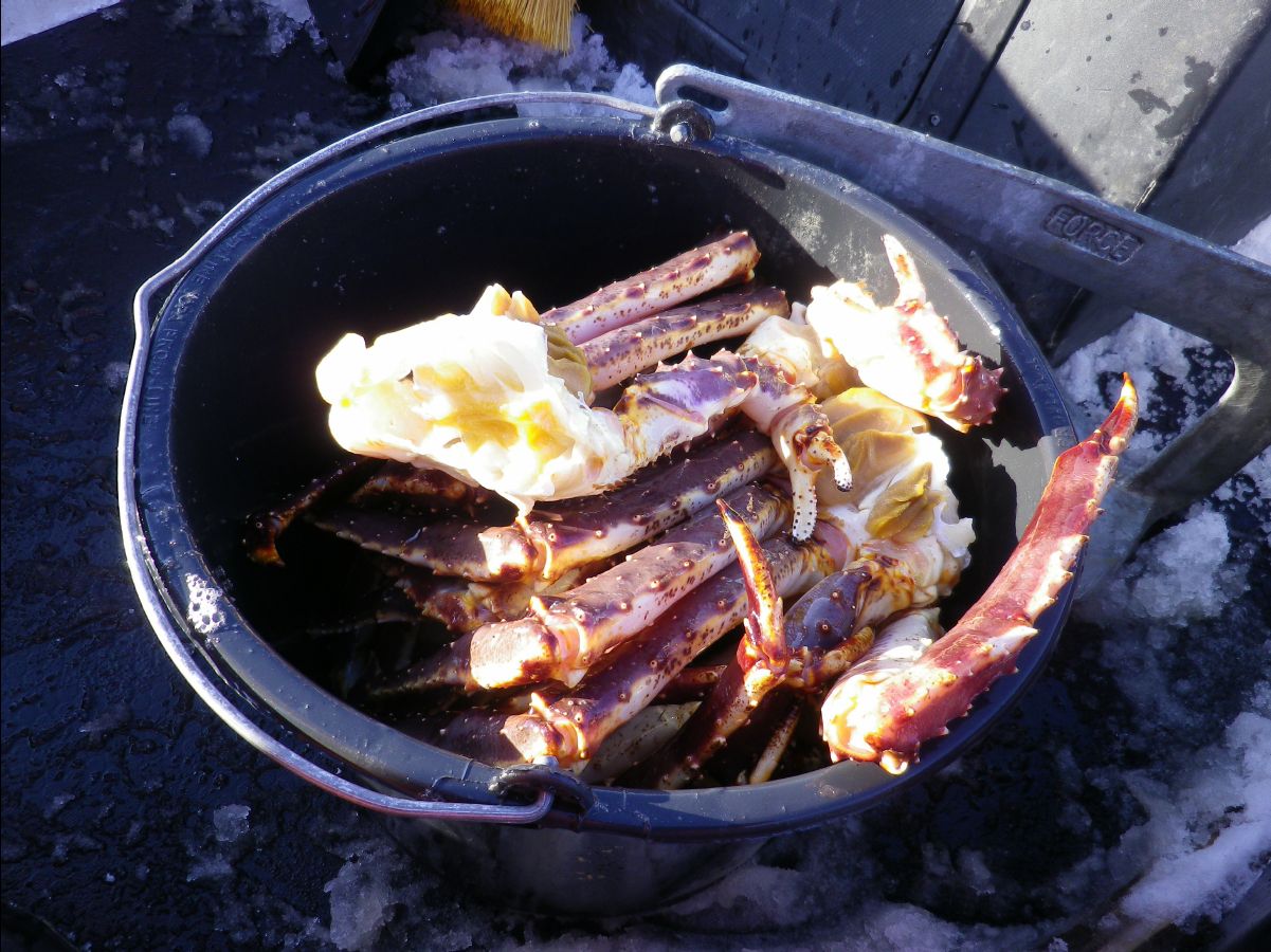 King Crab038